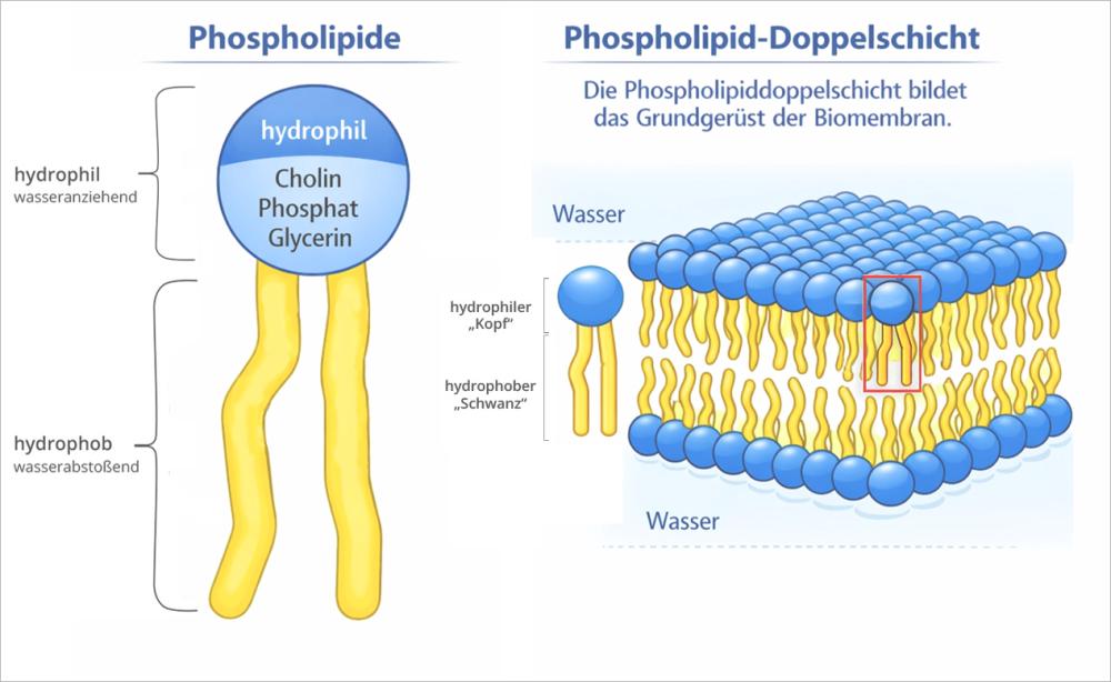 Phospholipide Lecithin